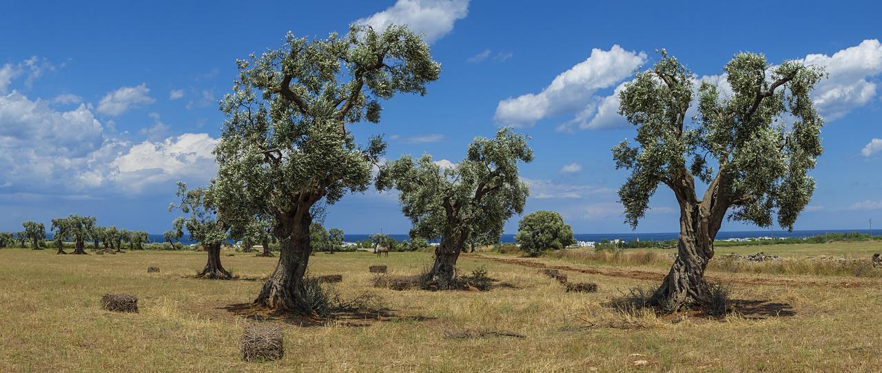 Masseria Palombara Grande Остуни Екстериор снимка