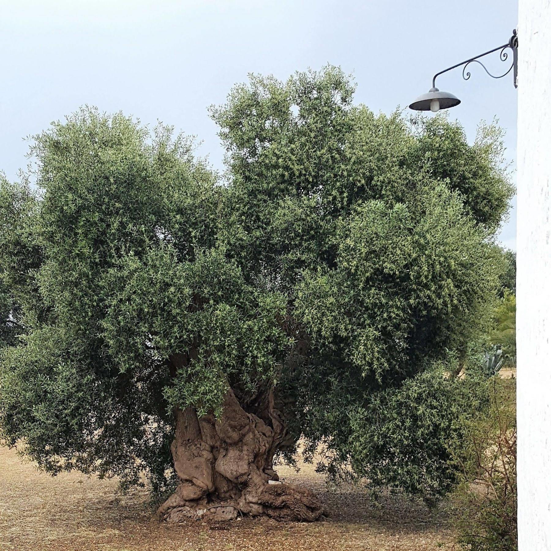 Masseria Palombara Grande Остуни Екстериор снимка